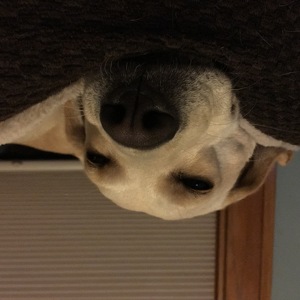 Fundraising Page: Trisha Nelson